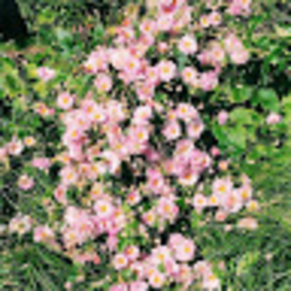 Meet your Posher, Katherine - Picture 1 of 1